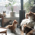 Reduce Pet Dander From Dogs And Cats With These Expert Tips